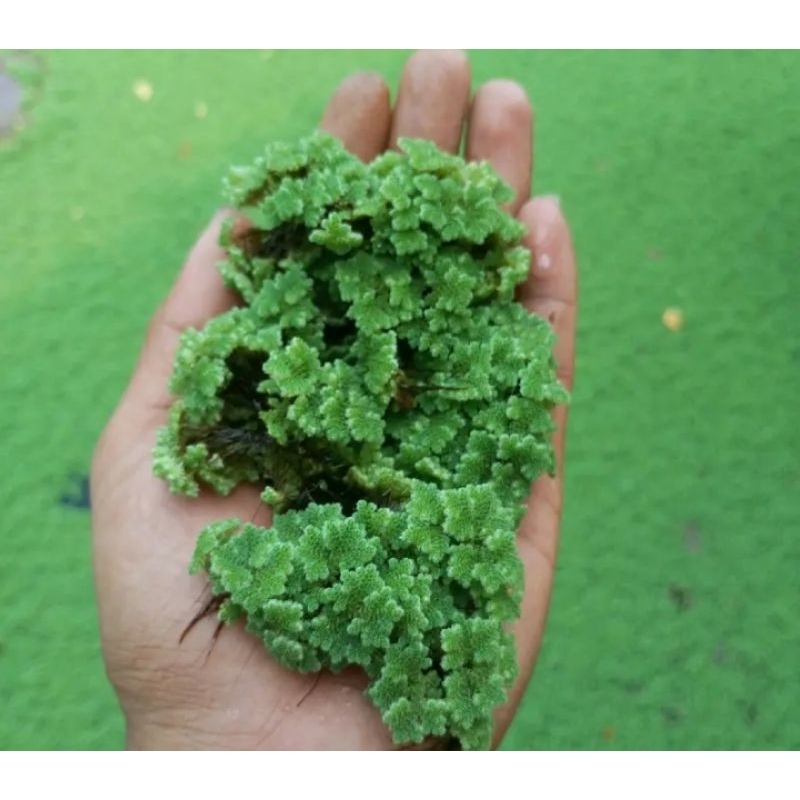 bibit azolla azolla super 1 kilo