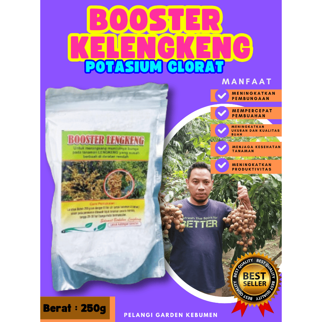 PALING DICARI  Pupuk Buah Kelengkeng Cangkok, Pupuk Buah Kelengkeng Cangkok Batang Besar Berbuah