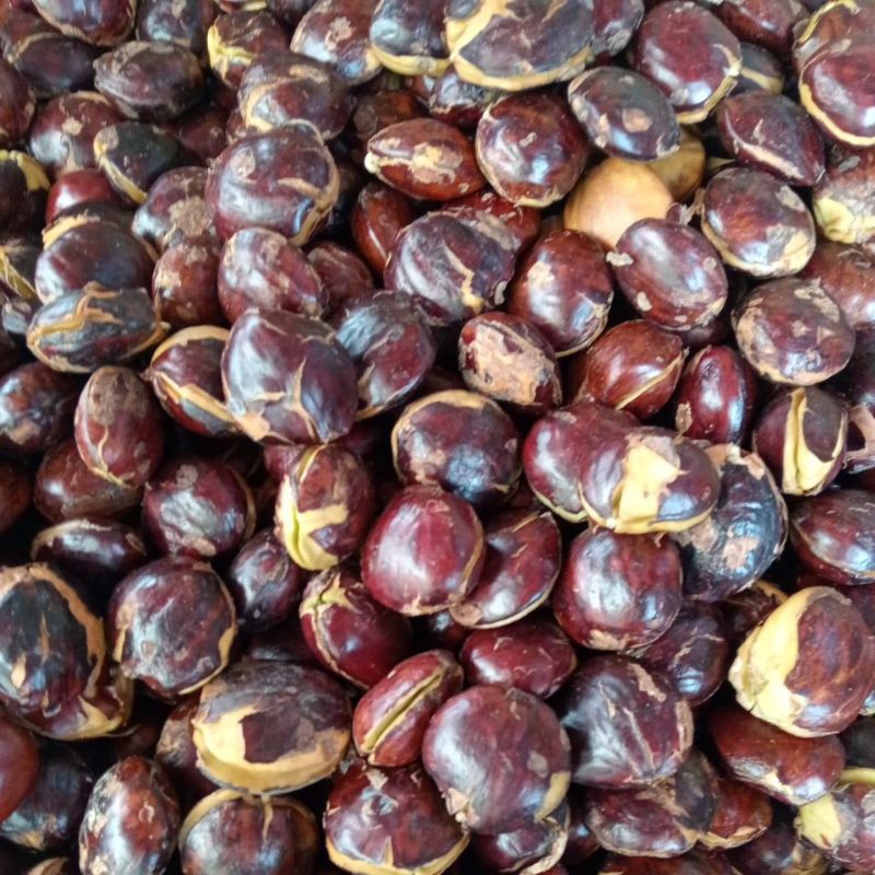 

Jengkol Tua Segar 250gr -Sayuromstore