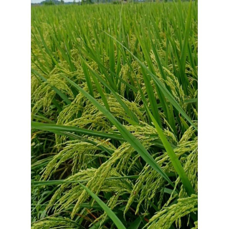 BENIH PADI ZIZANIA KEMASAN 5KG ORIGINAL