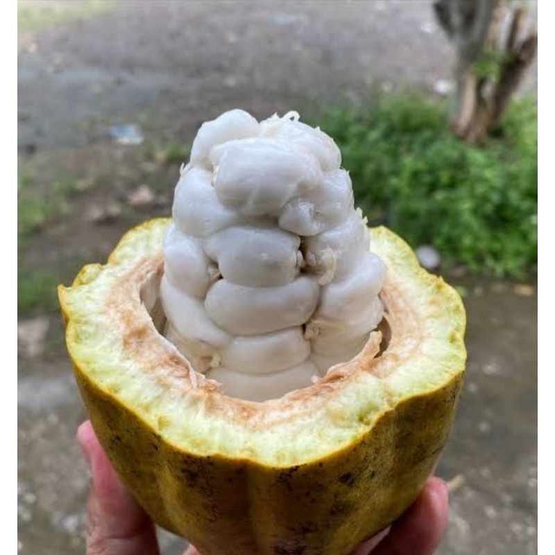 

Buah coklat (kakao)