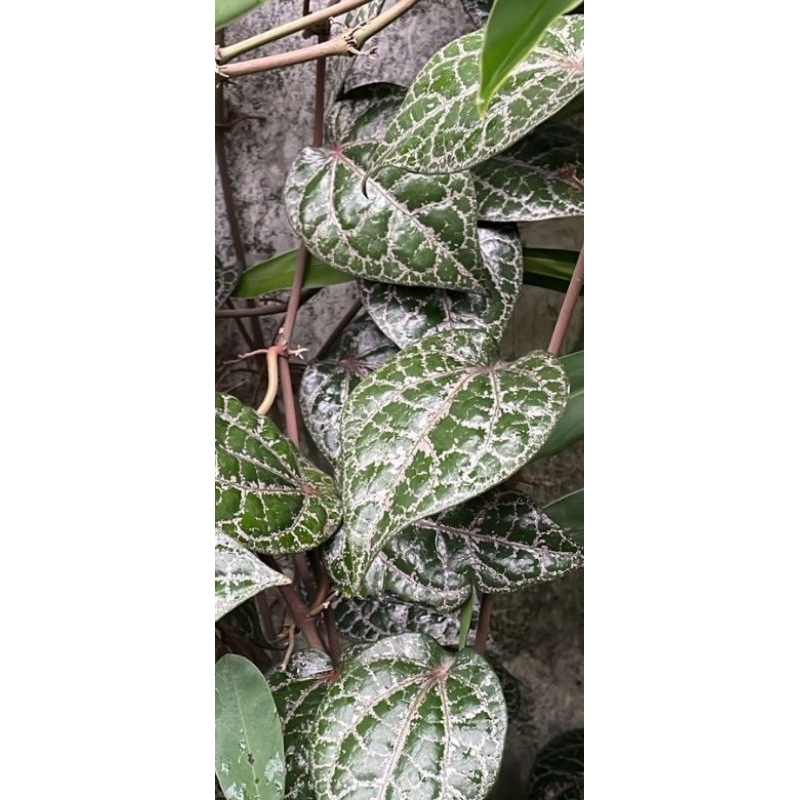 

Daun sirih merah/tanaman herbal