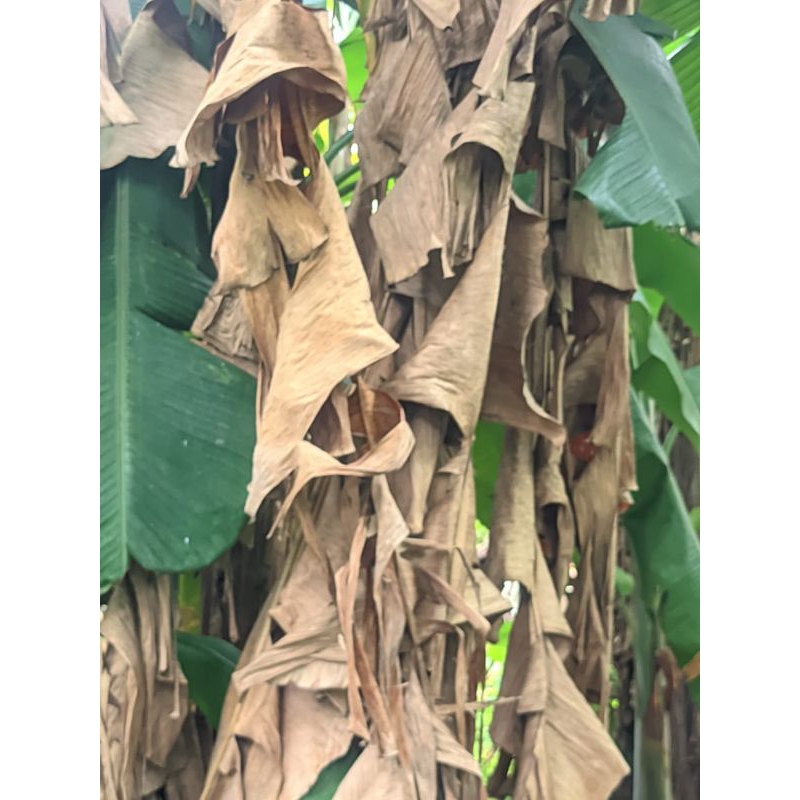 

daun pisang kering klaras