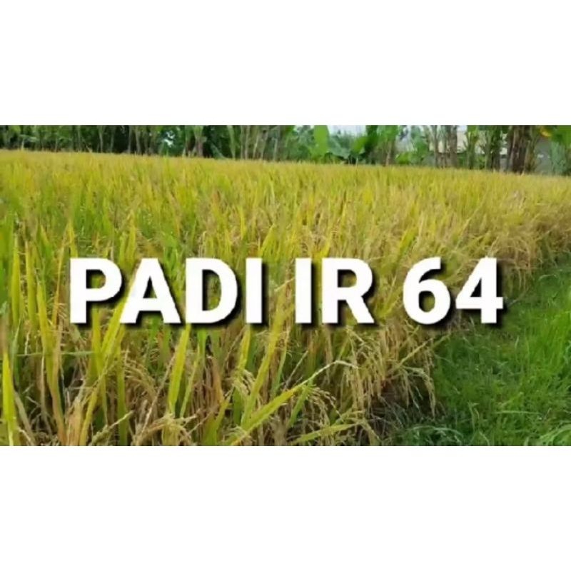 Benih Padi IR 64 GENCER Super Berkualitas.1kg