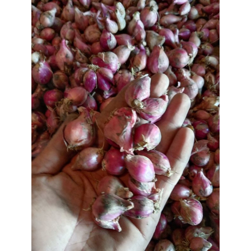 

BAWANG MERAH BREBES SEDANG 500gr