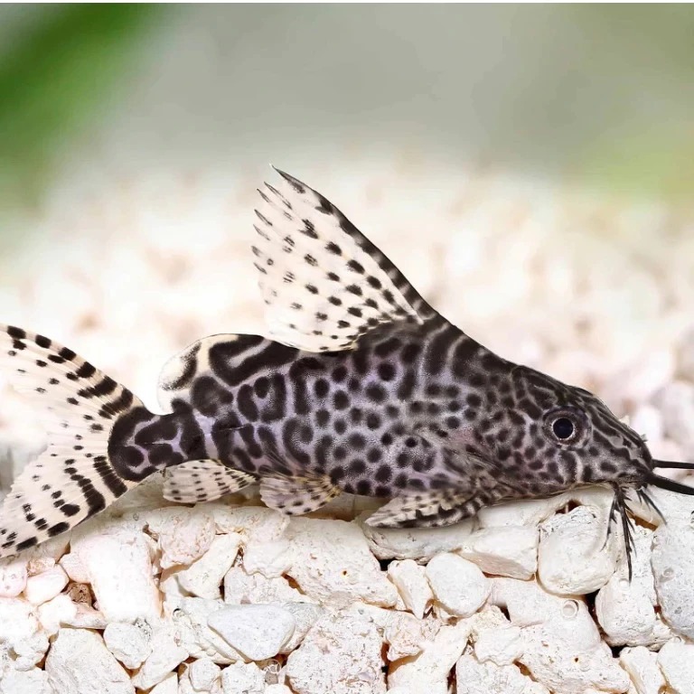 HIASAN SYNODONTIS EUPTERUS CATFISH /SYNODONTIS PEMBERSIH AQUARIUM TERLARIS