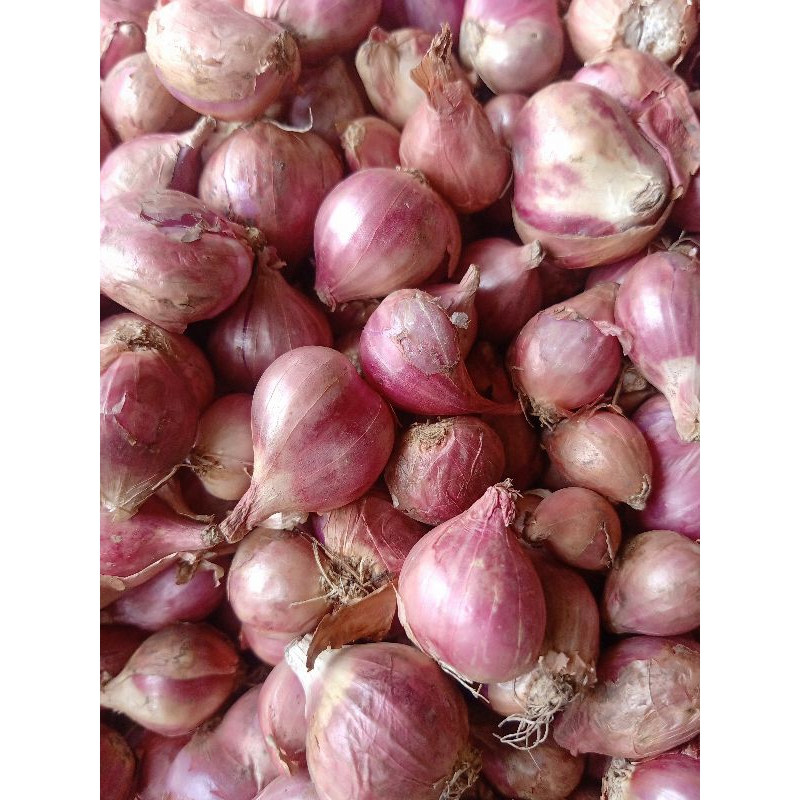 

Bawang merah brebes