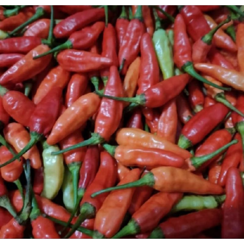 

Cabe Rawit Merah Fresh Segar 500gram