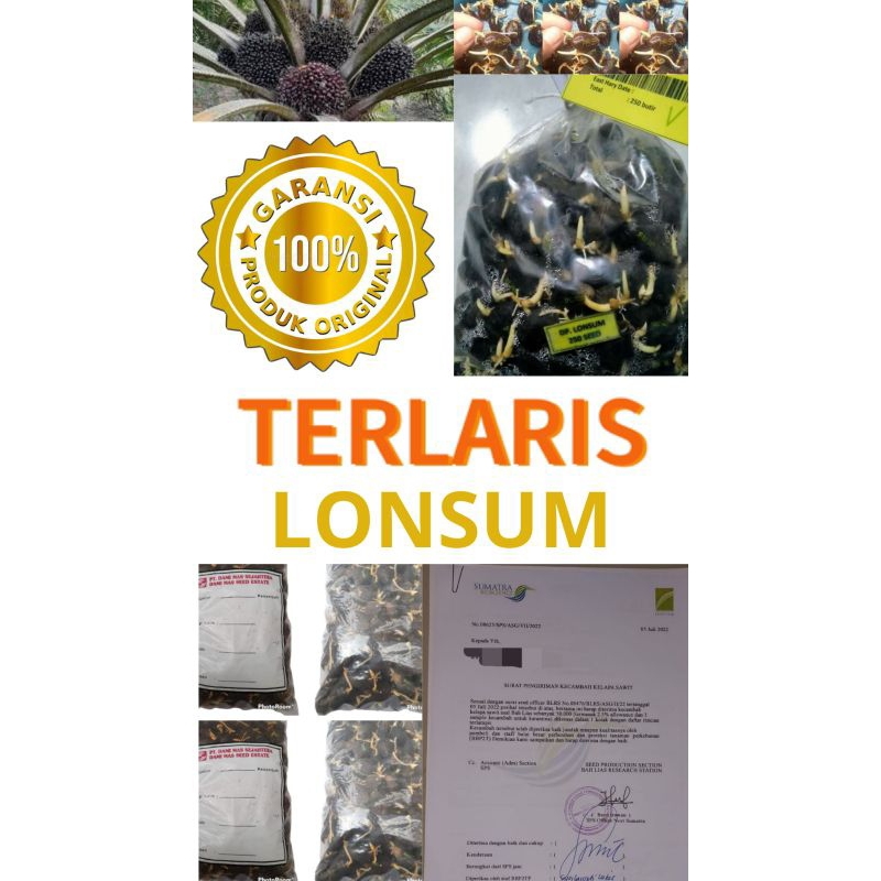 BIBIT BENIH KECAMBAH SAWIT LONSUM ASLI