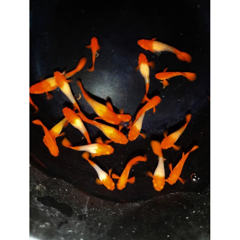 Bingkai Guppy koi red ear