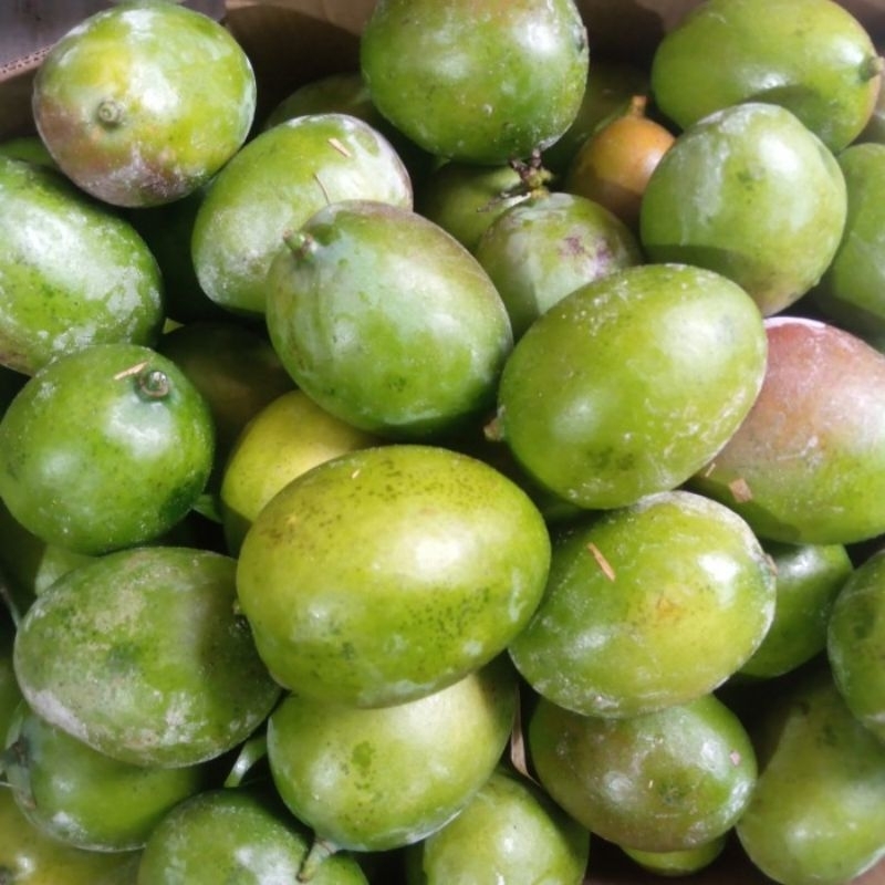 

BUAH FRESH Mangga Muda | Segar & Fresh | BUAH Premium