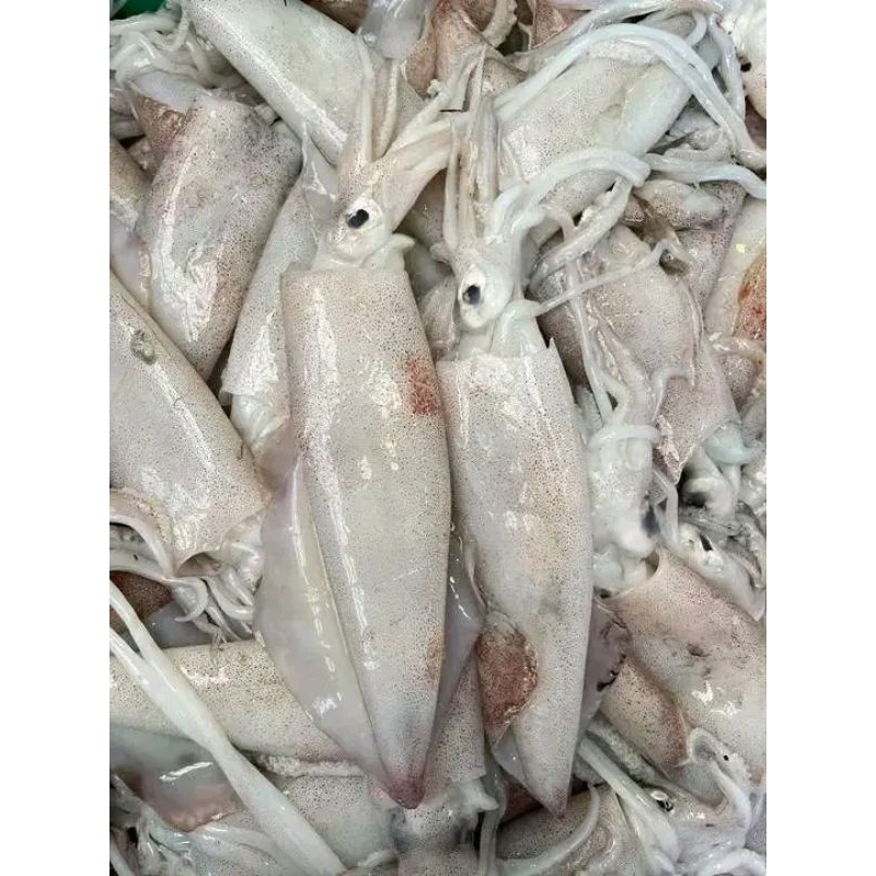 

Cumi putih ukuran tanggung Cumi Cumi sero berkualitas segar 1kg