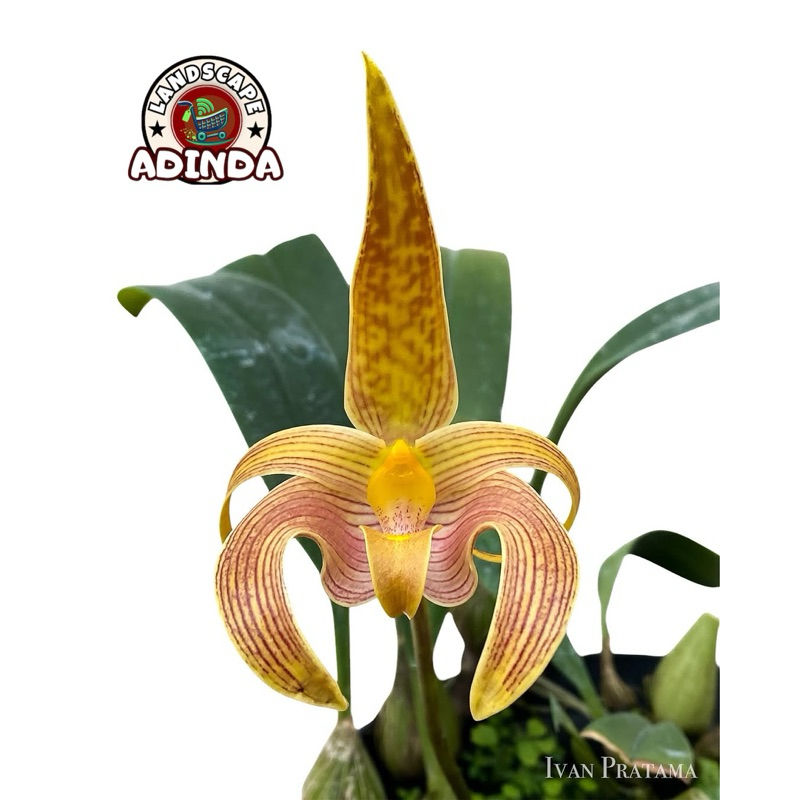 anggrek dendrobium Bulbophyllum lobii siap berbunga