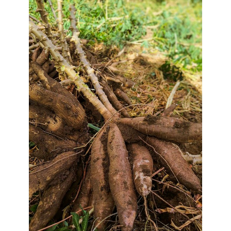 

singkong/umbi batang/ empuk/pulen 1 kg