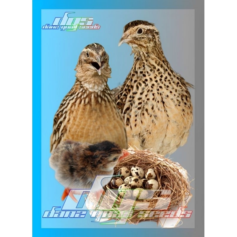 

Telur Puyuh Tetas Final Stock isi 60 Butir (660gr)