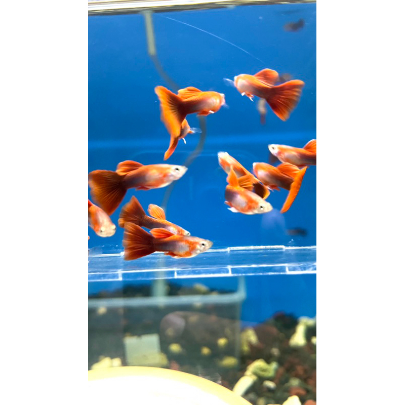 SepasangIkan Guppy  Blonde Half BlackRed