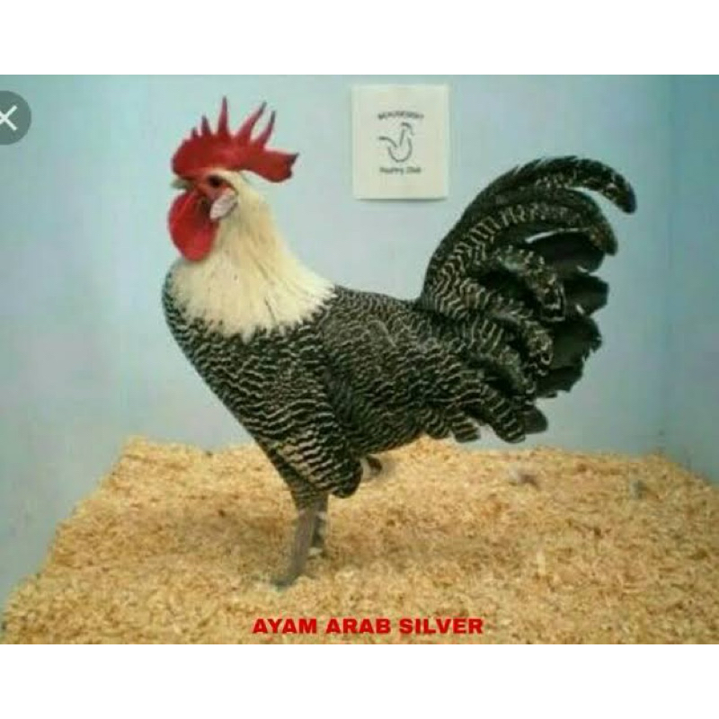 

TELUR FERTIL AYAM ARAB TRIAS PETELUR HANDAL UNTUK DI TETASKAN