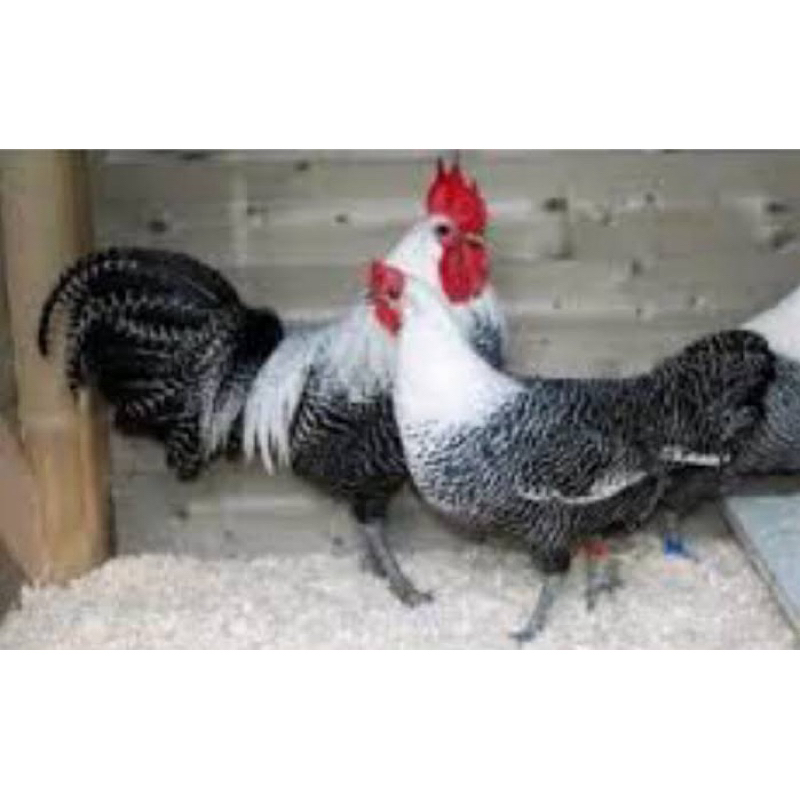 

TELUR TETAS AYAM ARAB INDUKAN PETELUR HANDAL UNTUK DI TETASKAN