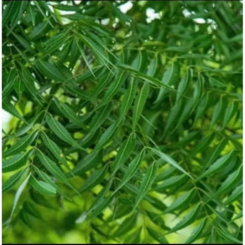 

DAUN MIMBA SEGAR