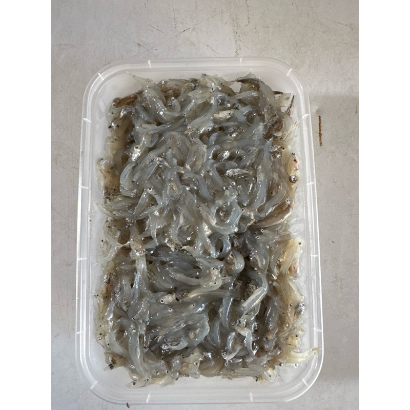 

Teri nasi Fresh 500gr