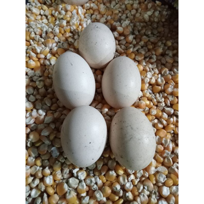 

telur ayam kampung 1butir