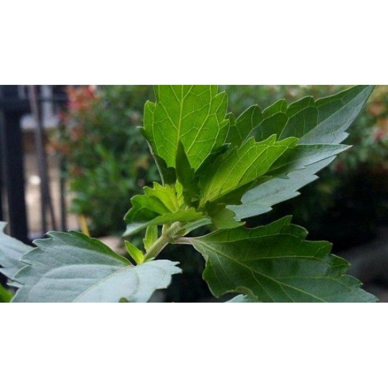 

100 GR Daun Kumis Kucing Segar | Herbal Alami untuk Ginjal, Anyang-anyangan & Kesehatan Saluran Kemih