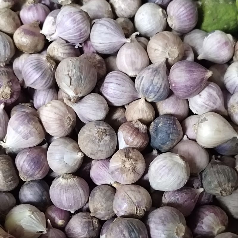 

BAWANG PUTIH TUNGGAL / BAWANG LANANG JUMBO