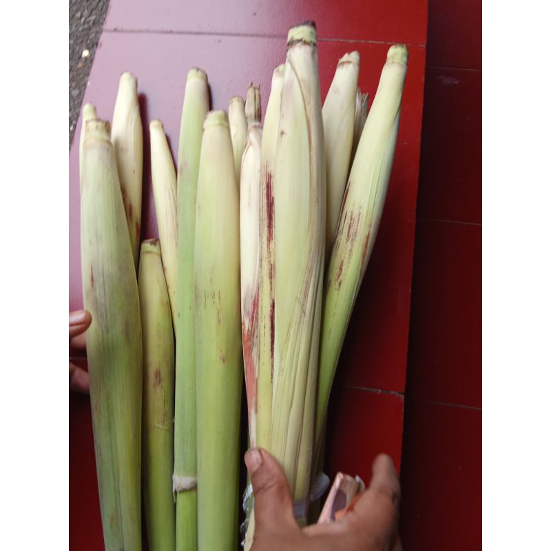 

terubuk sayur 1kg