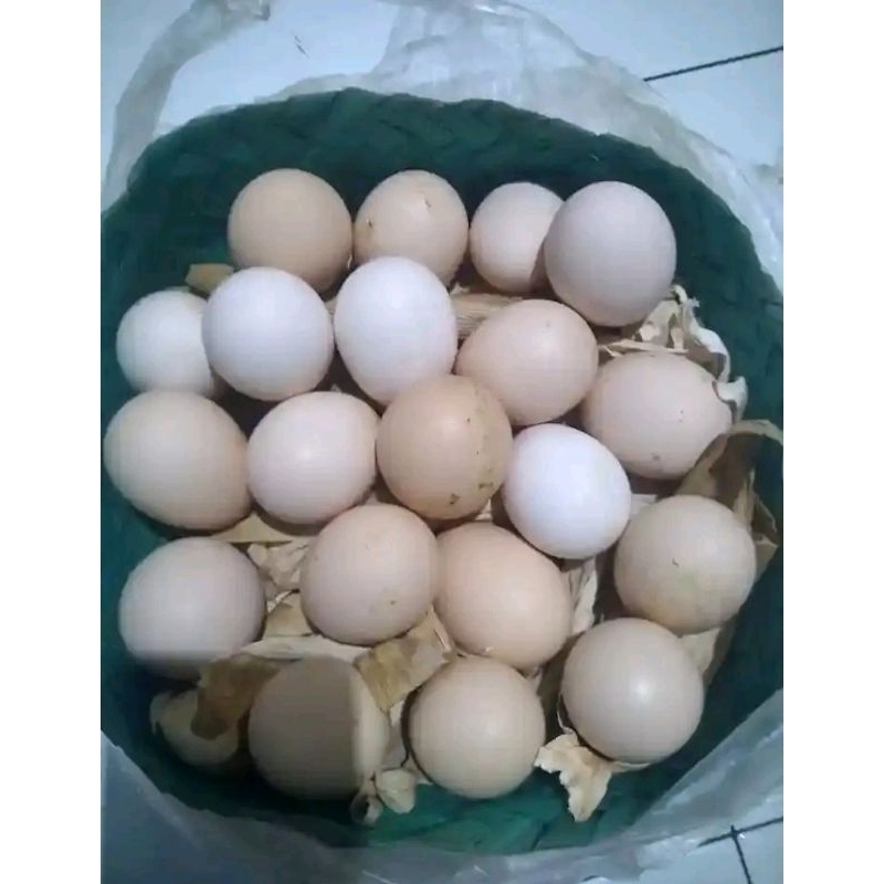 

Telur ayam bekisar fertil