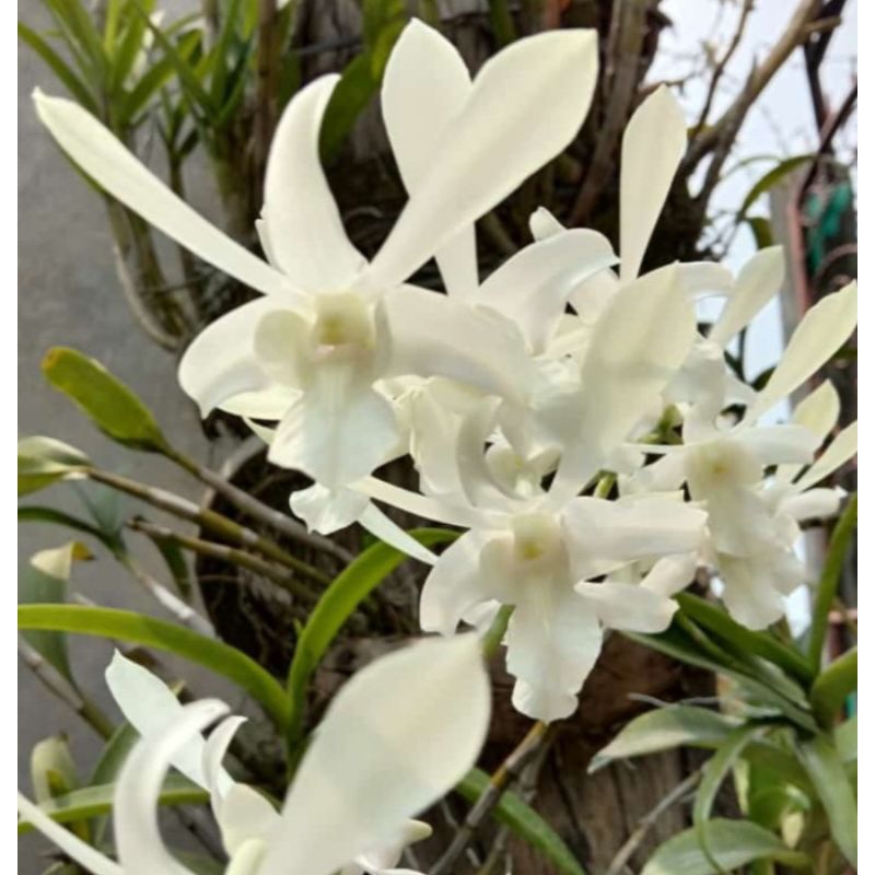 Anggrek dendrobium Caesar white