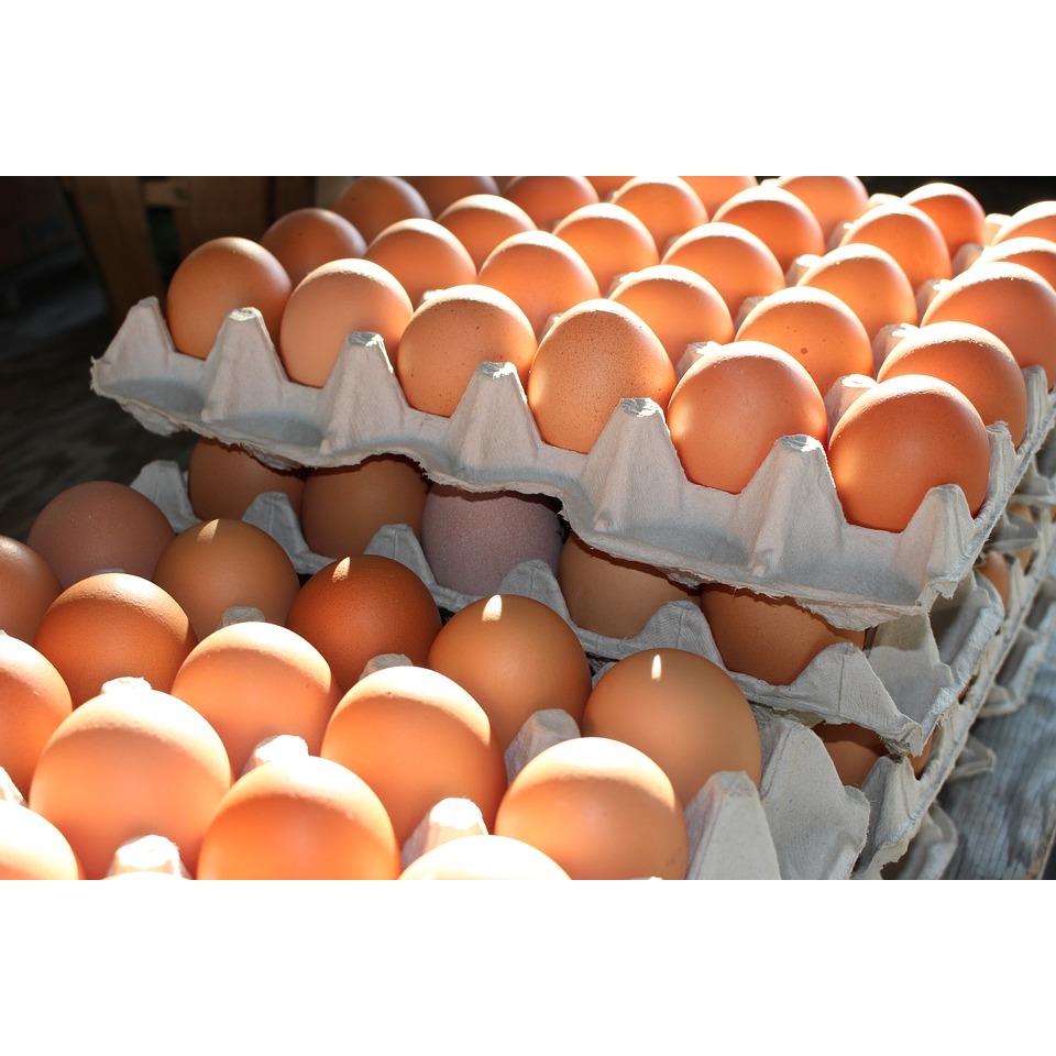 

Telur Ayam Negeri Selalu Fresh Tiap Hari Khusus Instan