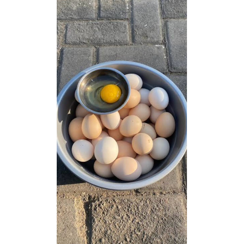 

telur ayam arab elba 10pcs