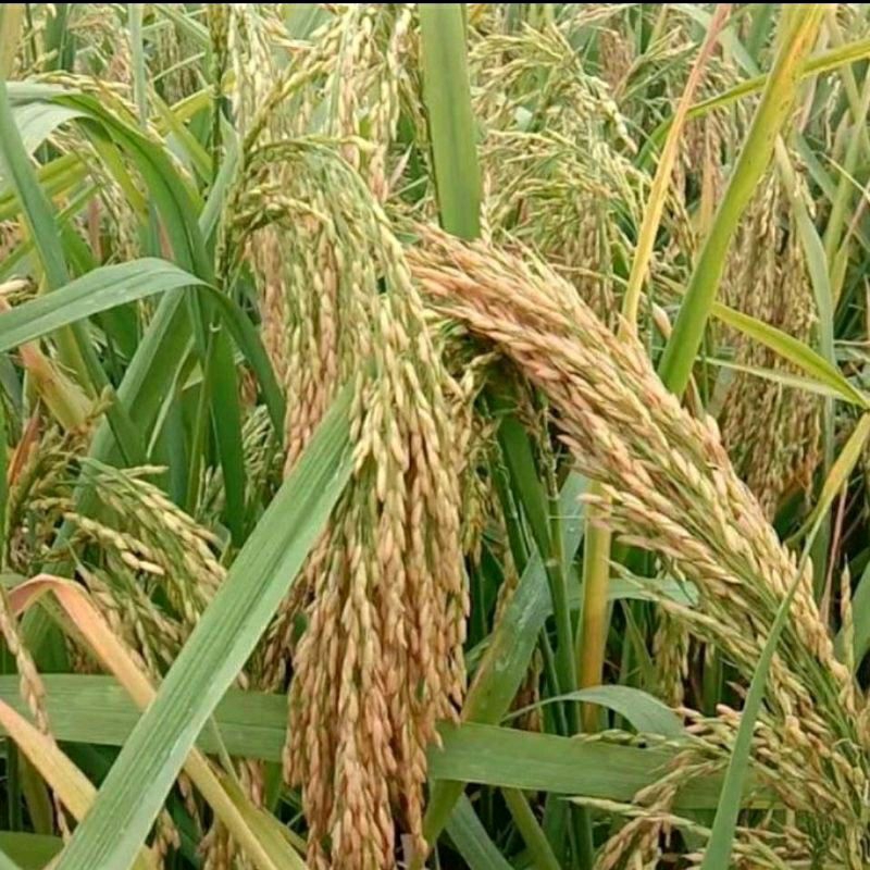 BENIH PADI INPAGO 12 AGRITAN KEMASAN 5KG