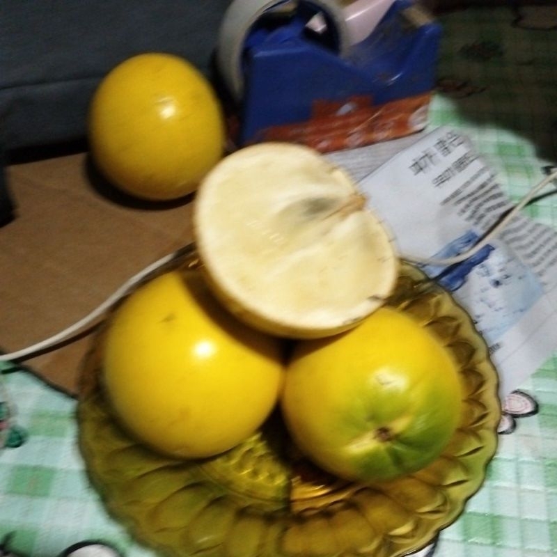 Tanaman Abiu Jumbo Berbuah