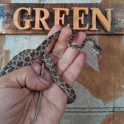 Mainan Boiga Multomaculata