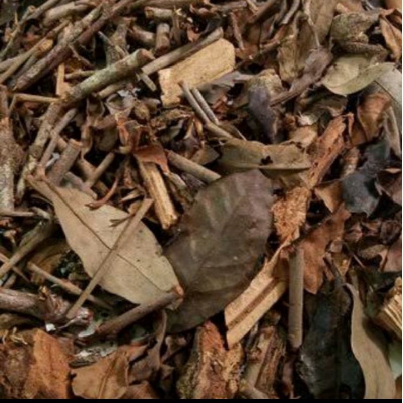 

daun benalu kering di buat jadi teh 100%asli obat herbal alami 250g berkualitas tinggi