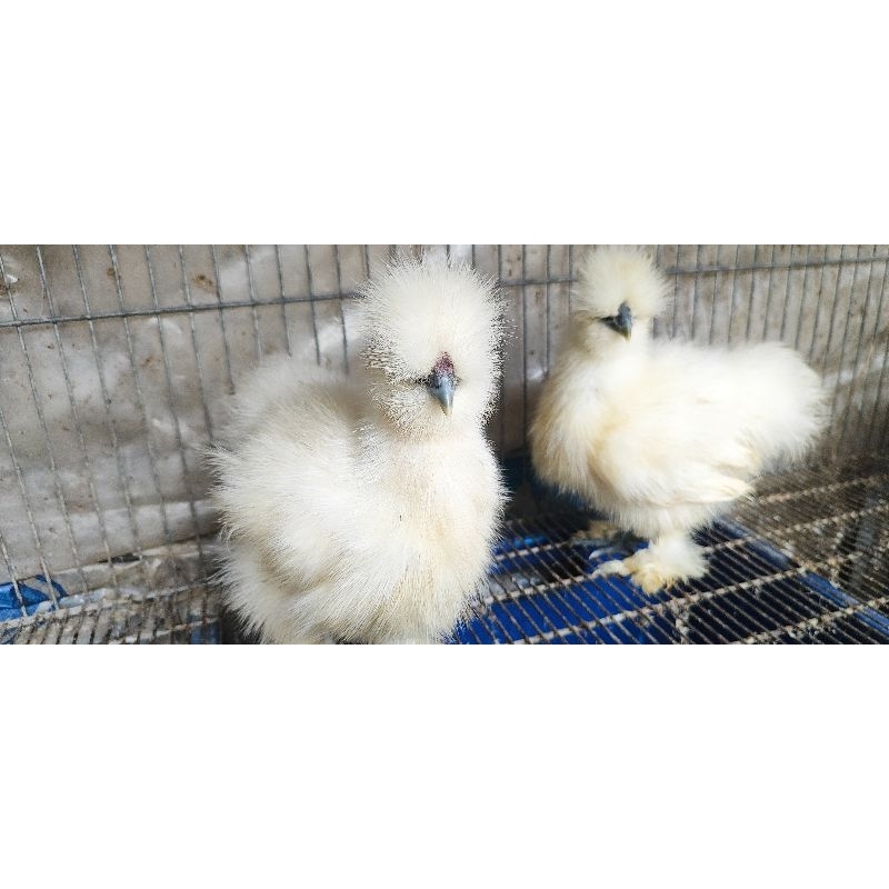 Ayam American Silkie