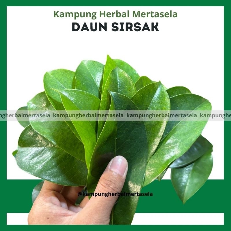 

Daun Sirsak Herbal 100 lembar Segar Organik dan Fresh