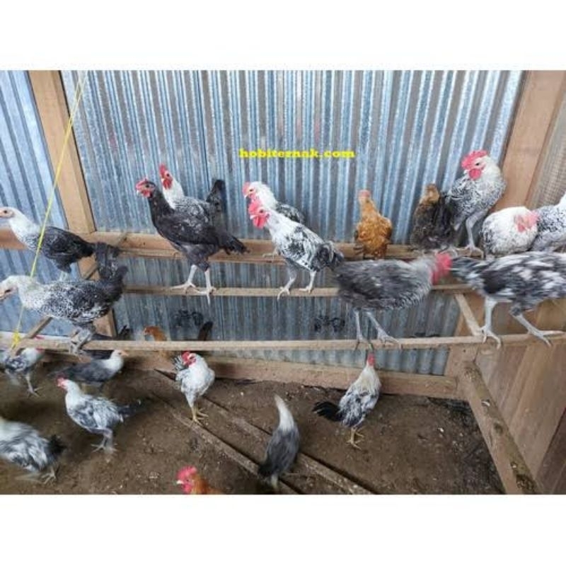 ayam arab  jantan betina usia 4 bulan