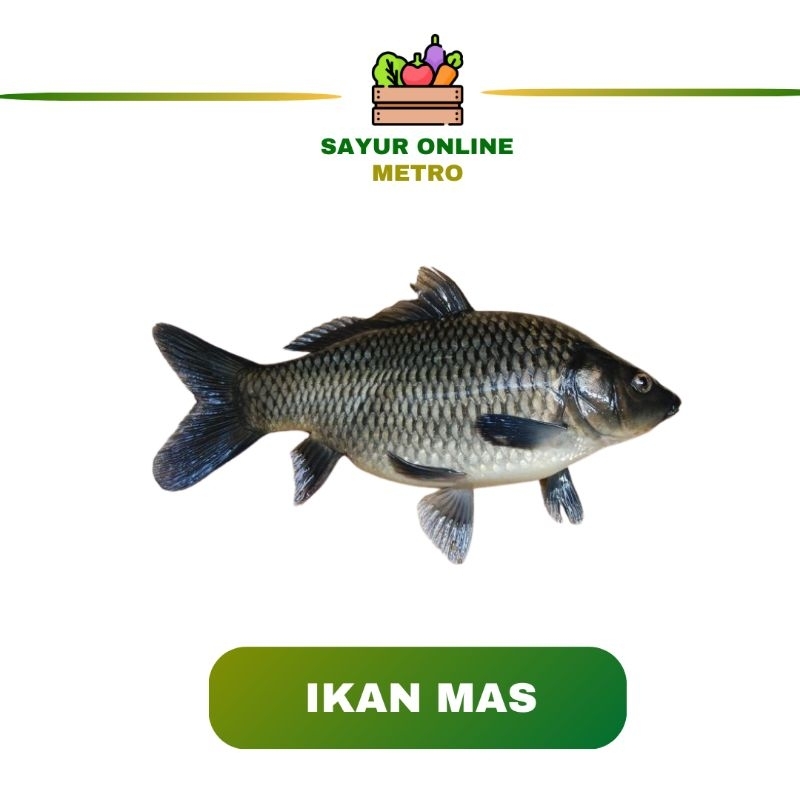 

Ikan Mas /Segar / Fres / 500 gr - Sayur Online Metro