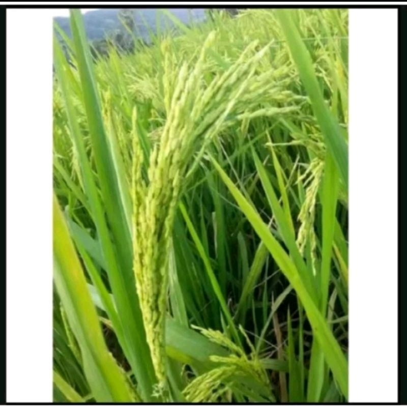 BENIH PADI RAJASA 01 KEMASAN 5KG