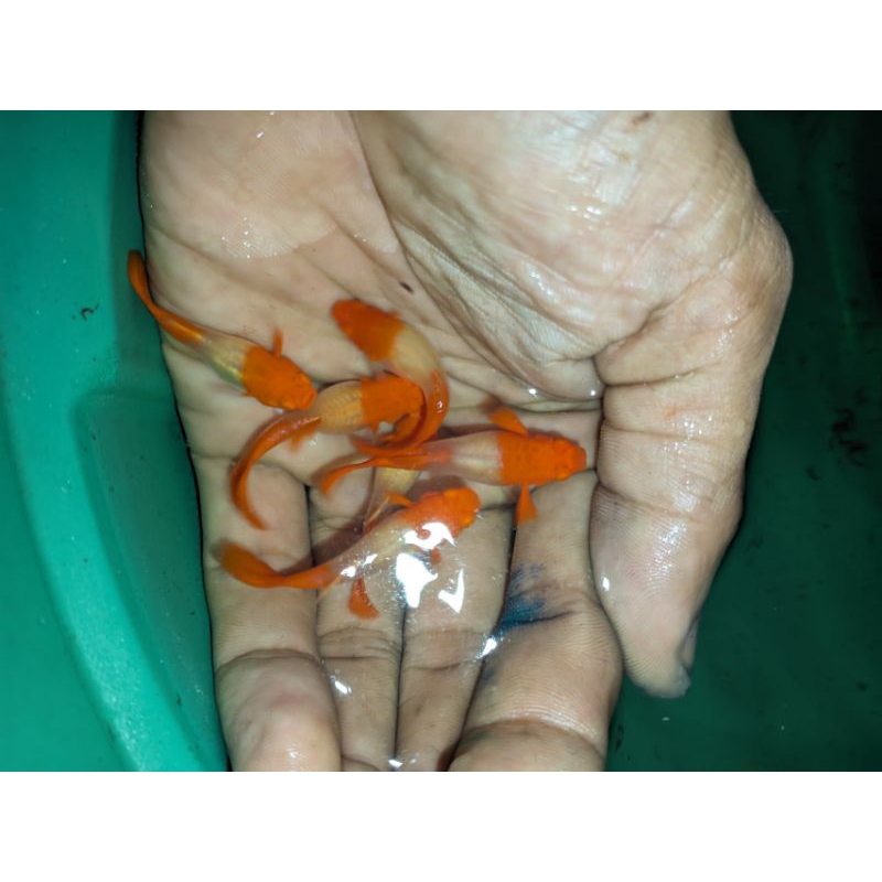 guppy_albino_koi_red_ear