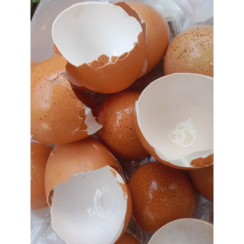 cangkang telur ayam