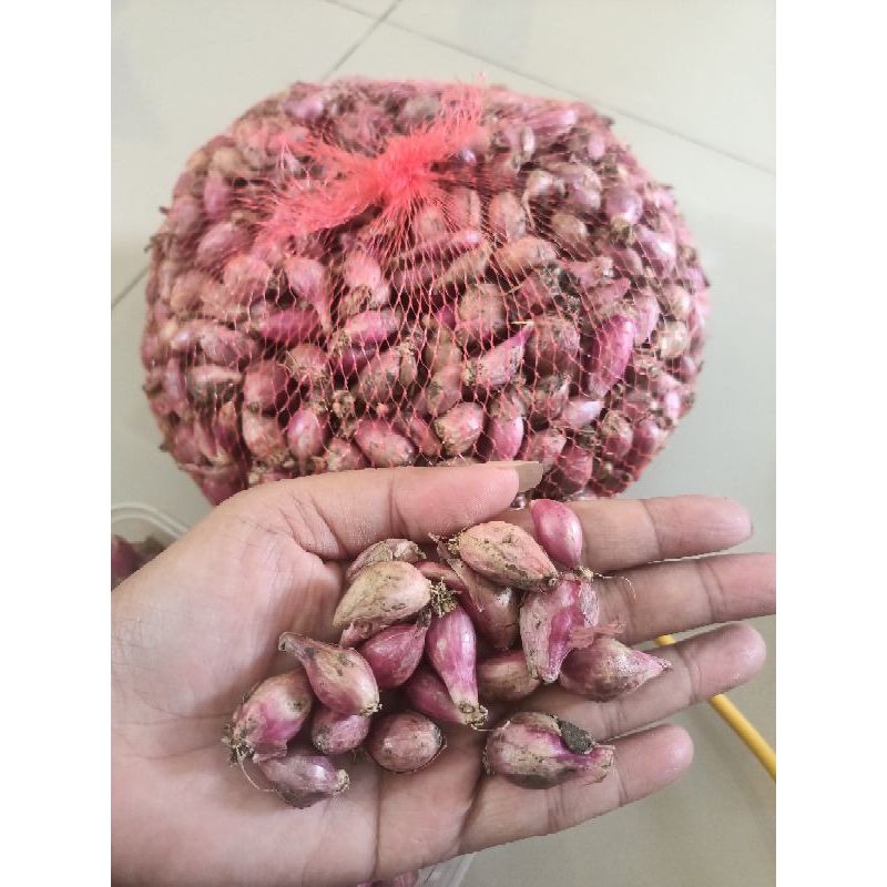 

bawang merah kecil2 / mini 1 kg uleg