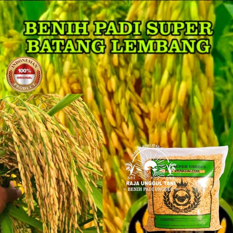 isi 1Kg PADI GENJAH HASIL MELIMPAH BENIH BIBIT PADI CIHERANG BATANG LEMBANG KWUALITAS SUPER PADI UNG