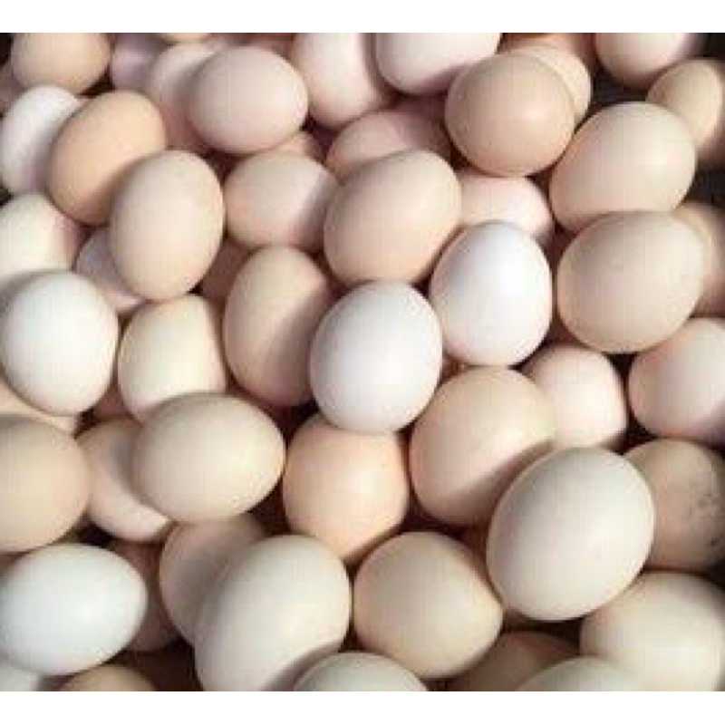 

telur ayam kampung isi 10 butir