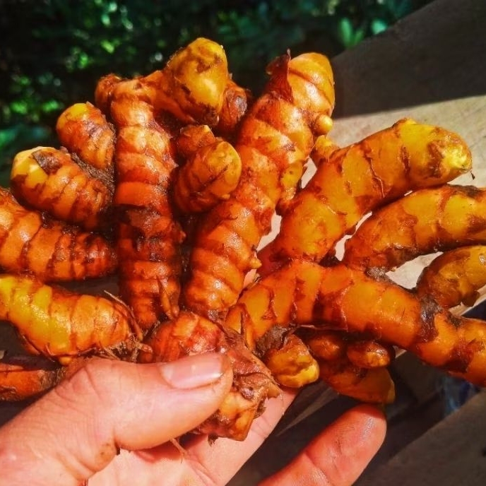 

kunyit/kunir segar organik per 3kg herbal alami