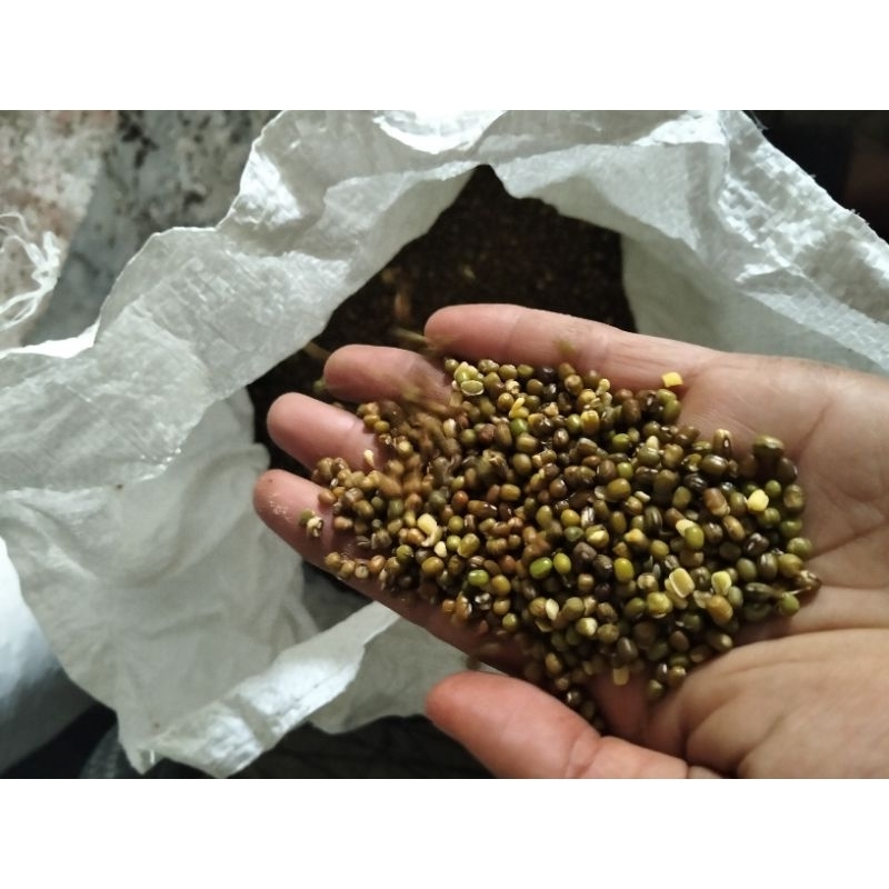 kacang hijau rijek kacang ijo rijek afkiran sortiran tauge