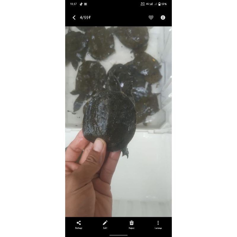 Bulus/Labi labi