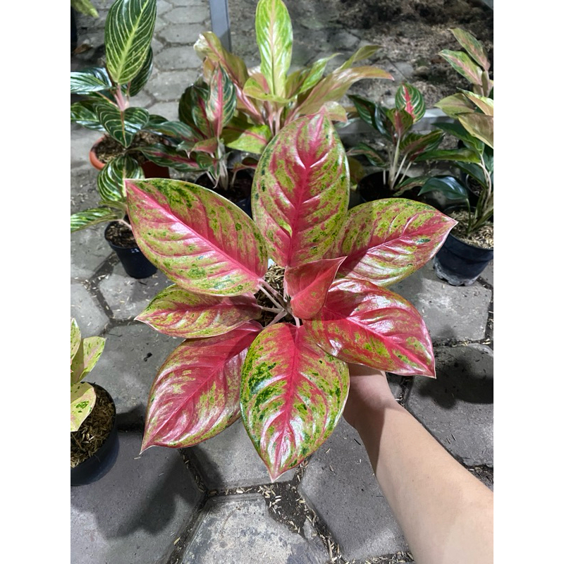 Aglaonema Super Red Exotic